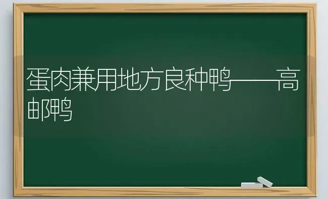 蛋肉兼用地方良种鸭——高邮鸭 | 家禽养殖