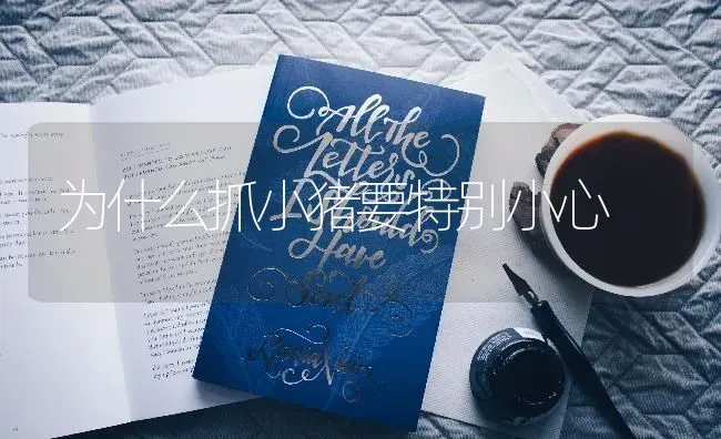为什么抓小猪要特别小心 | 家畜养殖