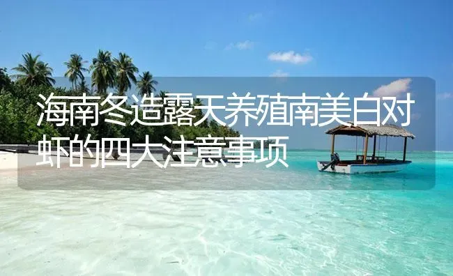 海南冬造露天养殖南美白对虾的四大注意事项 | 海水养殖