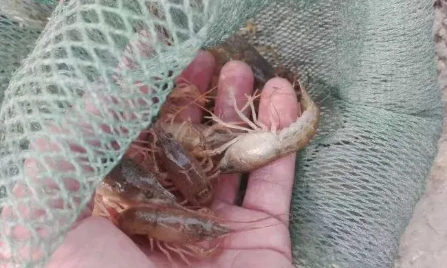小龙虾选种，这个八个环节很重要
