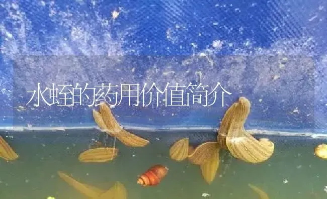 水蛭的药用价值简介 | 养殖病虫害防治