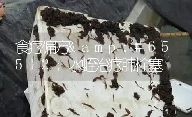 食疗偏方￨水蛭治疗肺栓塞 | 特种养殖