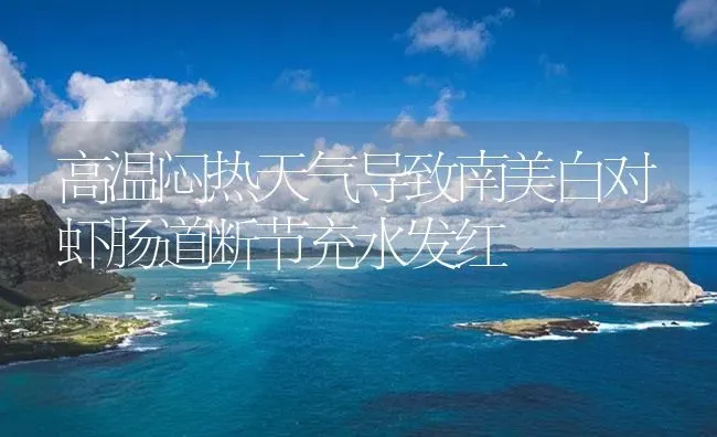 高温闷热天气导致南美白对虾肠道断节充水发红 | 海水养殖