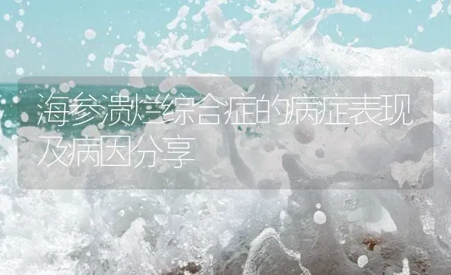 海参溃烂综合症的病症表现及病因分享 | 海水养殖