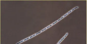 治理蓝藻要注意，稍有不慎有可能颗粒无收
