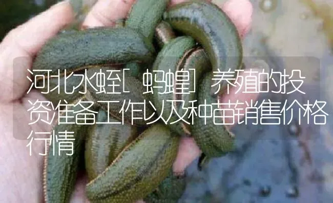 河北水蛭[蚂蝗]养殖的投资准备工作以及种苗销售价格行情 | 特种养殖