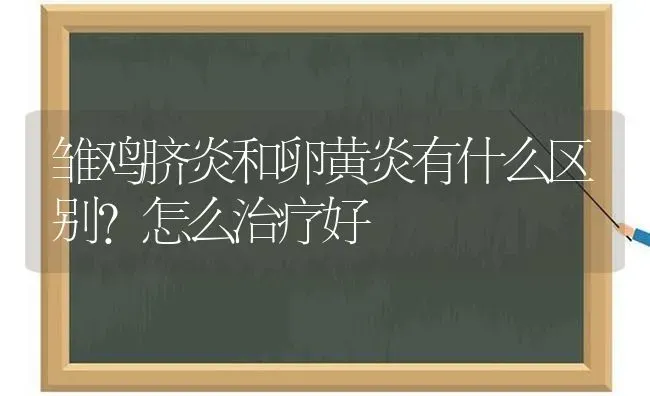 雏鸡脐炎和卵黄炎有什么区别？怎么治疗好 | 家禽养殖