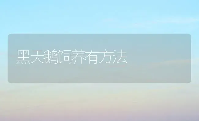 黑天鹅饲养有方法 | 家禽养殖