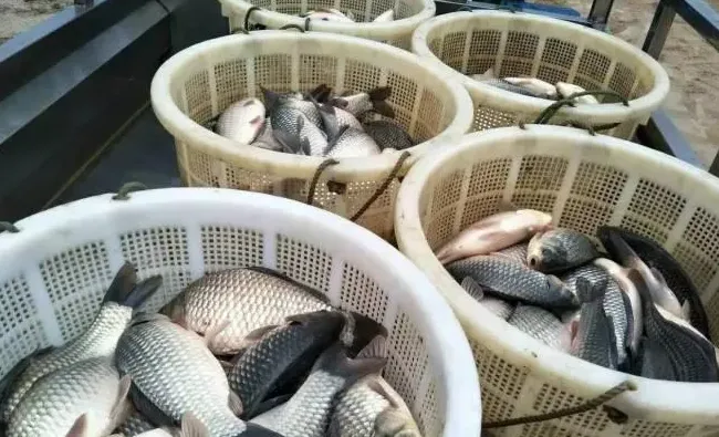 台风天气到来，水产养殖如何做好防范管理工作