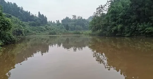 鱼病诊断中的水质：为什么阴雨连绵就容易爆发疾病呢？