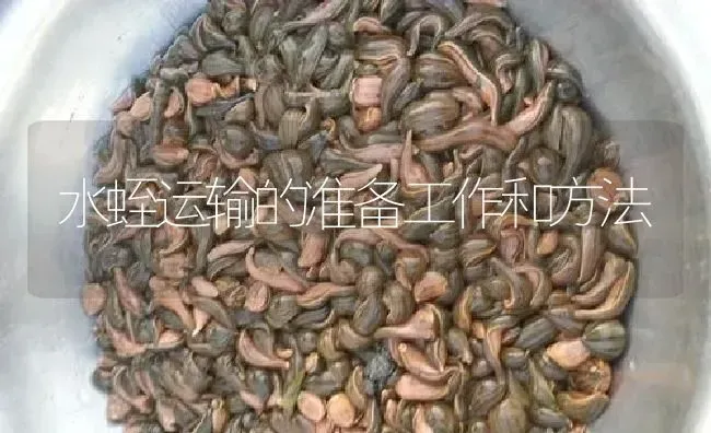 水蛭运输的准备工作和方法 | 特种养殖