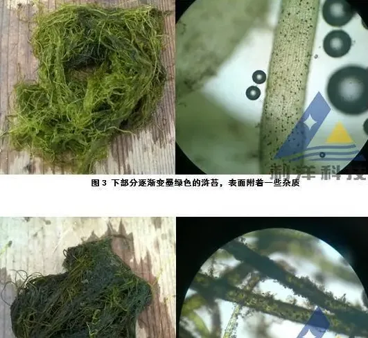 海参圈菌类控制青苔一例