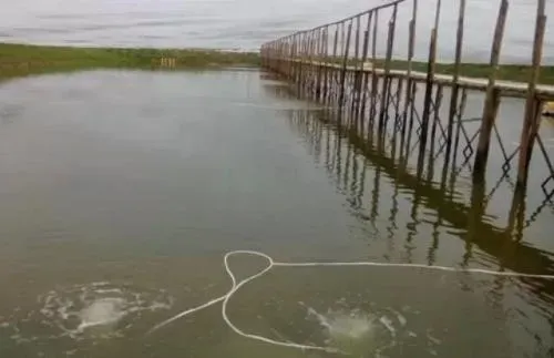 湖北地区淡水养殖南美白对虾实战总结