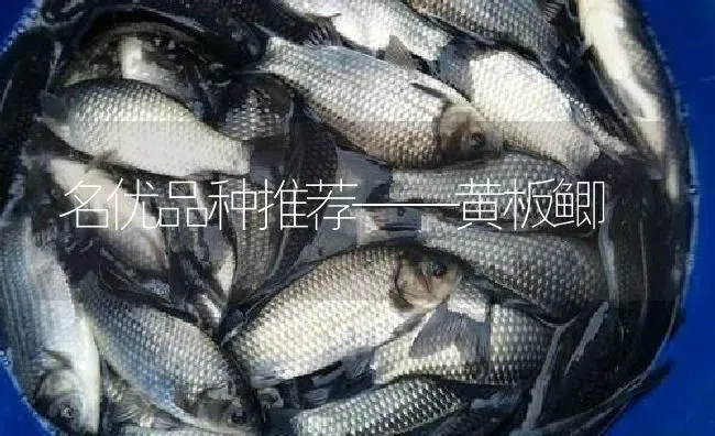 名优品种推荐——黄板鲫 | 淡水养殖