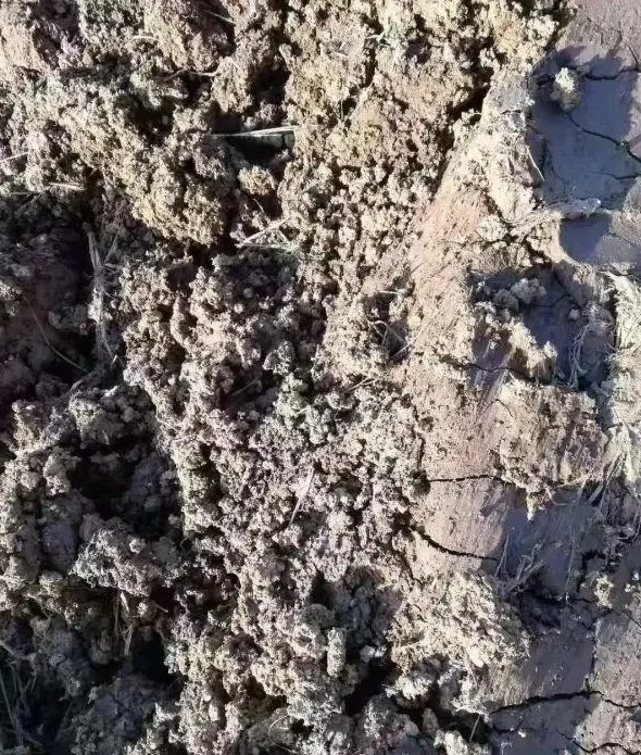 小龙虾选种，这个八个环节很重要