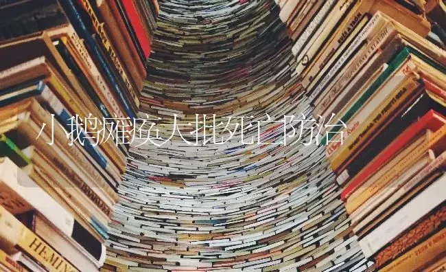 小鹅瘫痪大批死亡防治 | 家禽养殖
