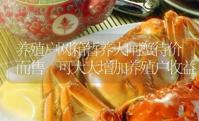 养殖户网箱暂养大闸蟹待价而售 可大大增加养殖户收益 | 淡水养殖