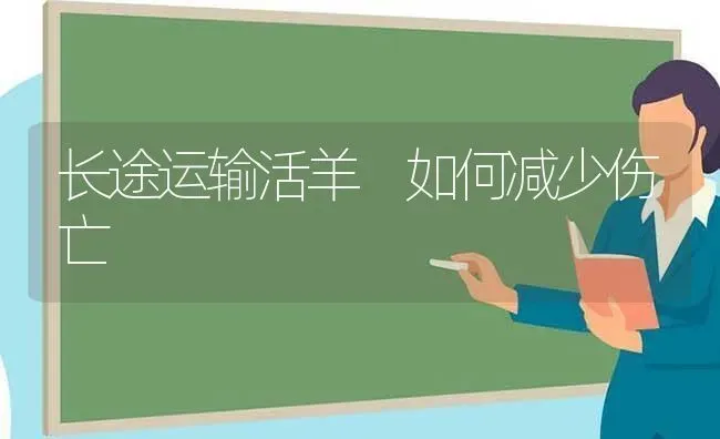 长途运输活羊 如何减少伤亡 | 家畜养殖