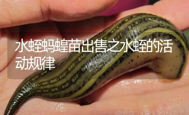 水蛭蚂蝗苗出售之水蛭的活动规律 | 特种养殖