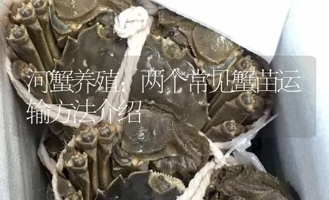 河蟹养殖：两个常见蟹苗运输方法介绍 | 淡水养殖