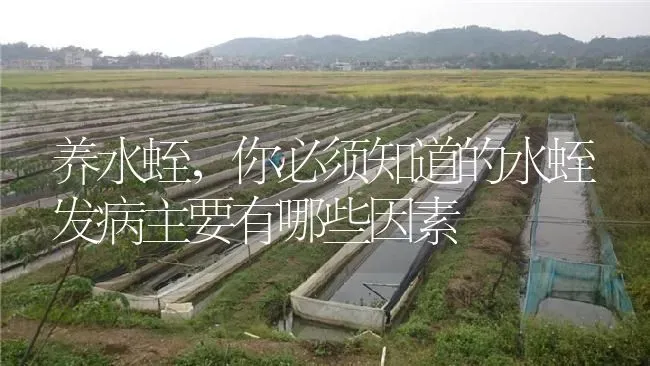 养水蛭，你必须知道的水蛭发病主要有哪些因素 | 特种养殖