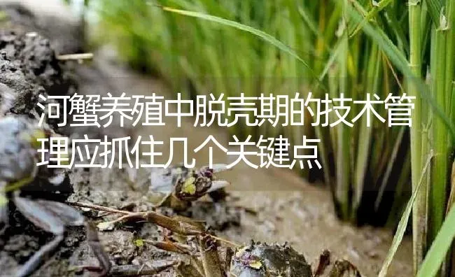 河蟹养殖中脱壳期的技术管理应抓住几个关键点 | 淡水养殖