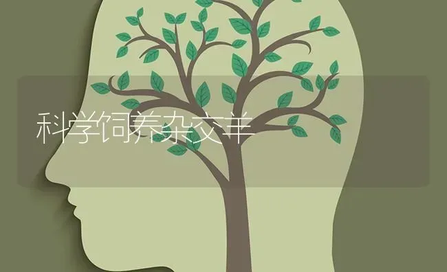 科学饲养杂交羊 | 家畜养殖