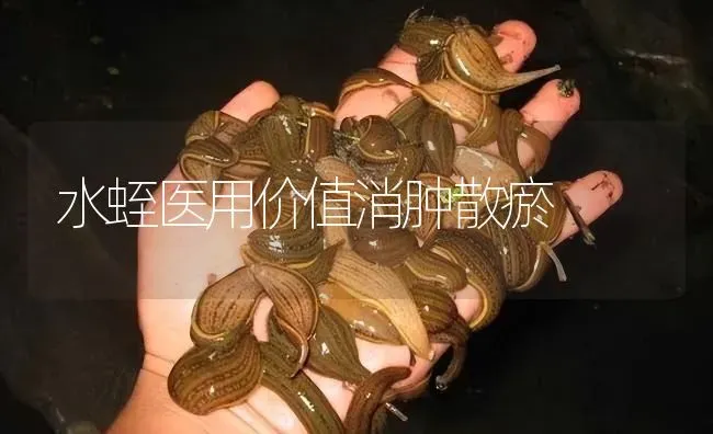 水蛭医用价值消肿散瘀 | 特种养殖