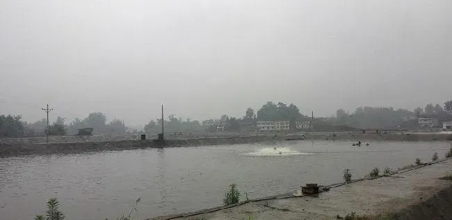 广东佛山地区宝石斑急性死亡处理一例