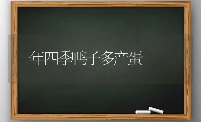 一年四季鸭子多产蛋 | 家禽养殖