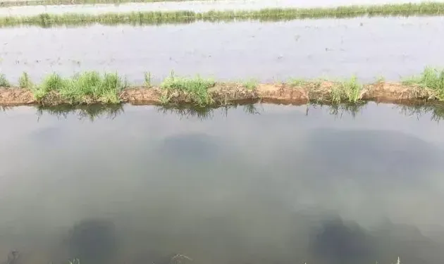 关于稻田小龙虾缺氧上草上岸的问题