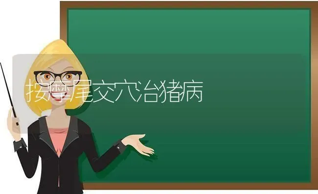 按摩尾交穴治猪病 | 家畜养殖