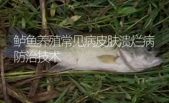 鲈鱼养殖常见病皮肤溃烂病防治技术 | 淡水养殖