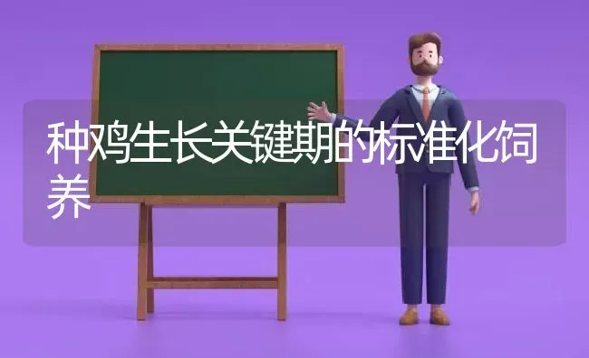 种鸡生长关键期的标准化饲养 | 家禽养殖