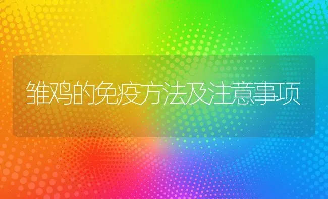 雏鸡的免疫方法及注意事项 | 家禽养殖