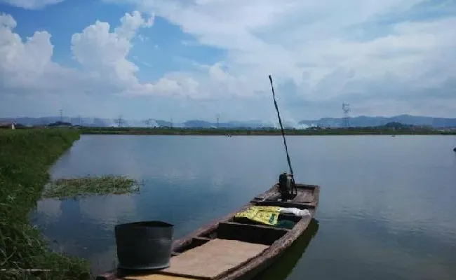 南美白对虾空肠空胃黄鳃病处理案例分享