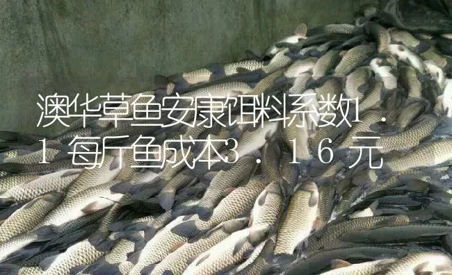 澳华草鱼安康饵料系数1.1每斤鱼成本3.16元 | 淡水养殖