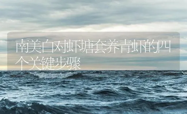 南美白对虾塘套养青虾的四个关键步骤 | 海水养殖