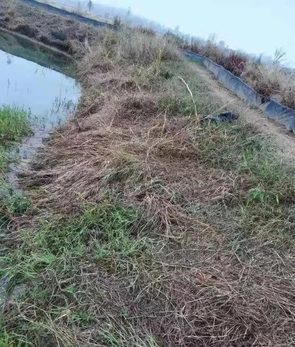 小龙虾选种，这个八个环节很重要