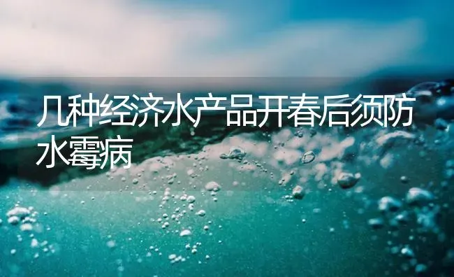 几种经济水产品开春后须防水霉病 | 养殖病虫害防治