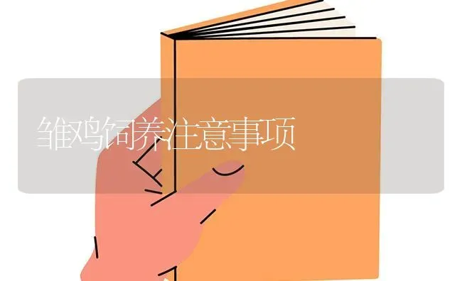 雏鸡饲养注意事项 | 家禽养殖