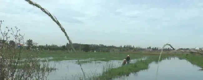 小龙虾不在水里待着，就爱往岸边跑！竟然是得了“五月瘟”？