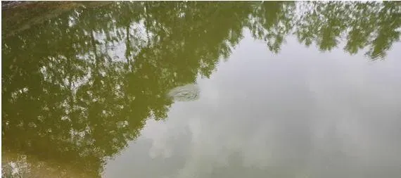 水质问题引起的河蟹爬坡的处理方法