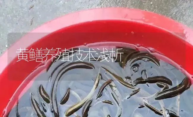 黄鳝养殖技术浅析 | 淡水养殖