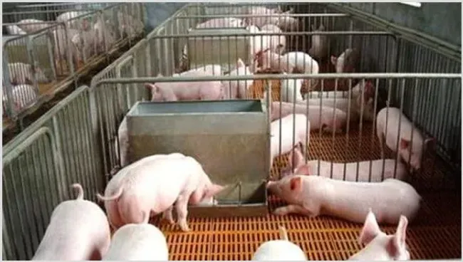新手养猪需要注意什么 | 动物养殖技术