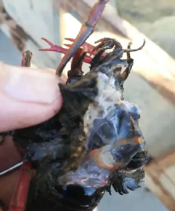 小龙虾选种，这个八个环节很重要