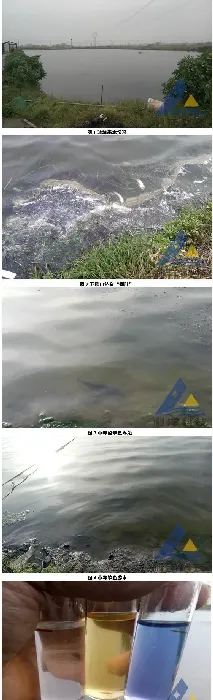泼洒生石灰后加州鲈氨氮中毒解救一例