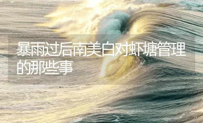 暴雨过后南美白对虾塘管理的那些事 | 海水养殖