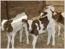 犊牛脐带疾病防治 | 动物养殖知识