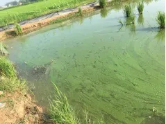 治理蓝藻要注意，稍有不慎有可能颗粒无收